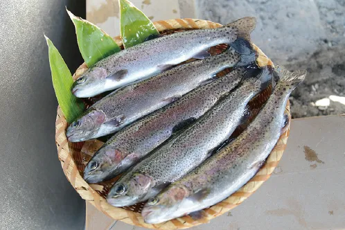  鮮魚ニジマス５尾セット