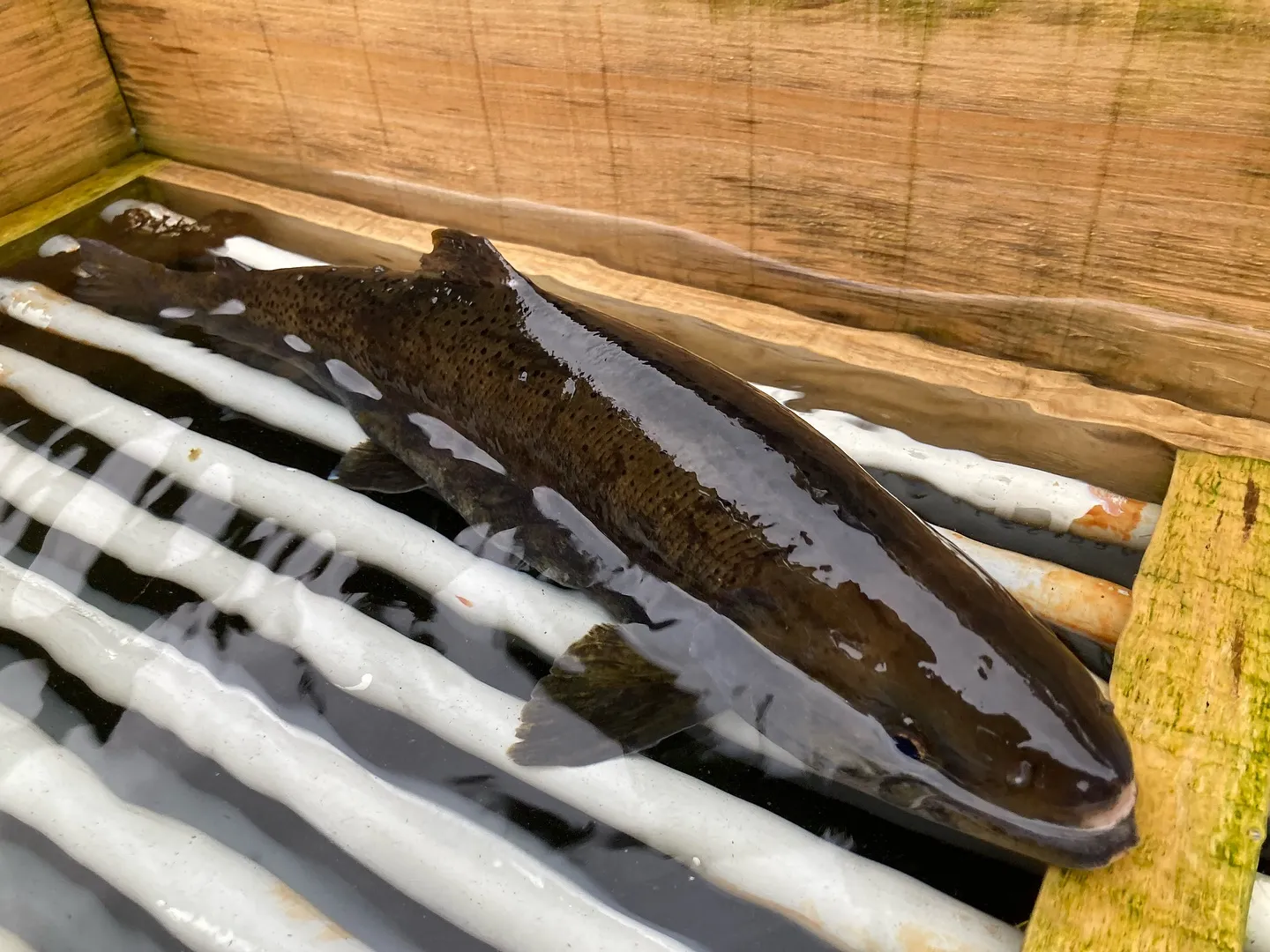 #三依渓流つり場オフィシャルブログ「#二代目のつぶやき...