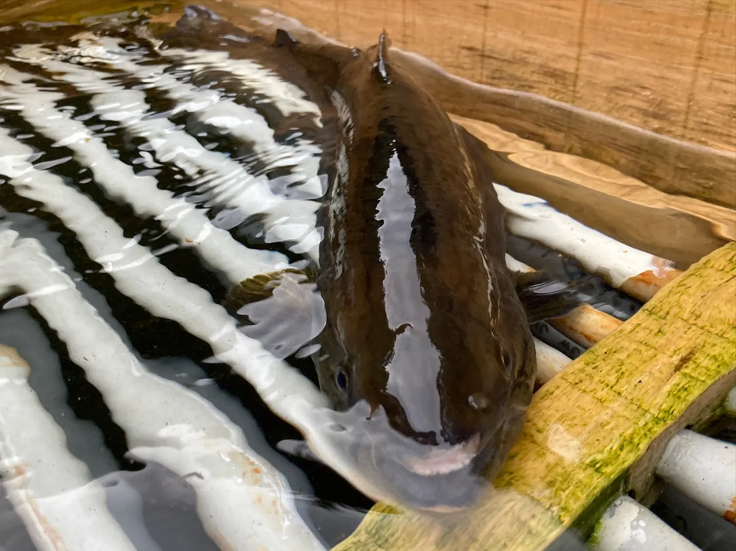 #三依渓流つり場オフィシャルブログ「#二代目のつぶやき...