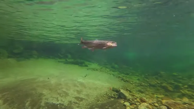 #三依渓流つり場オフィシャルブログ「#二代目のつぶやき...