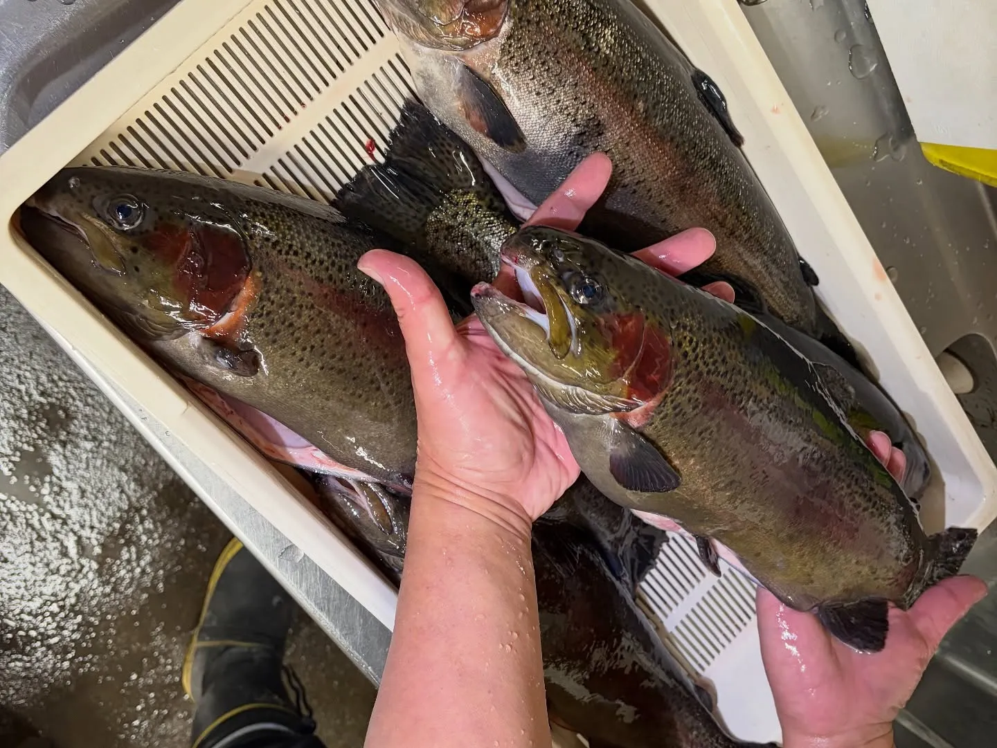 #三依渓流つり場オフィシャルブログ「#二代目のつぶやき」を更...