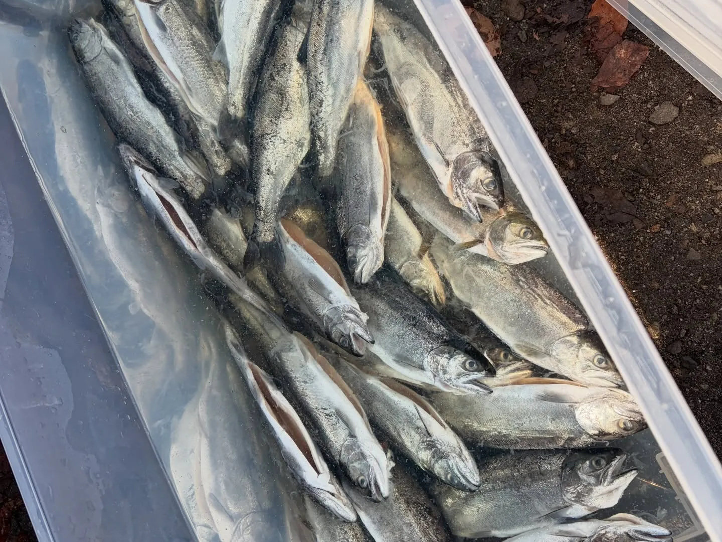 三依渓流つり場オフィシャルブログ「二代目のつぶやき」を...