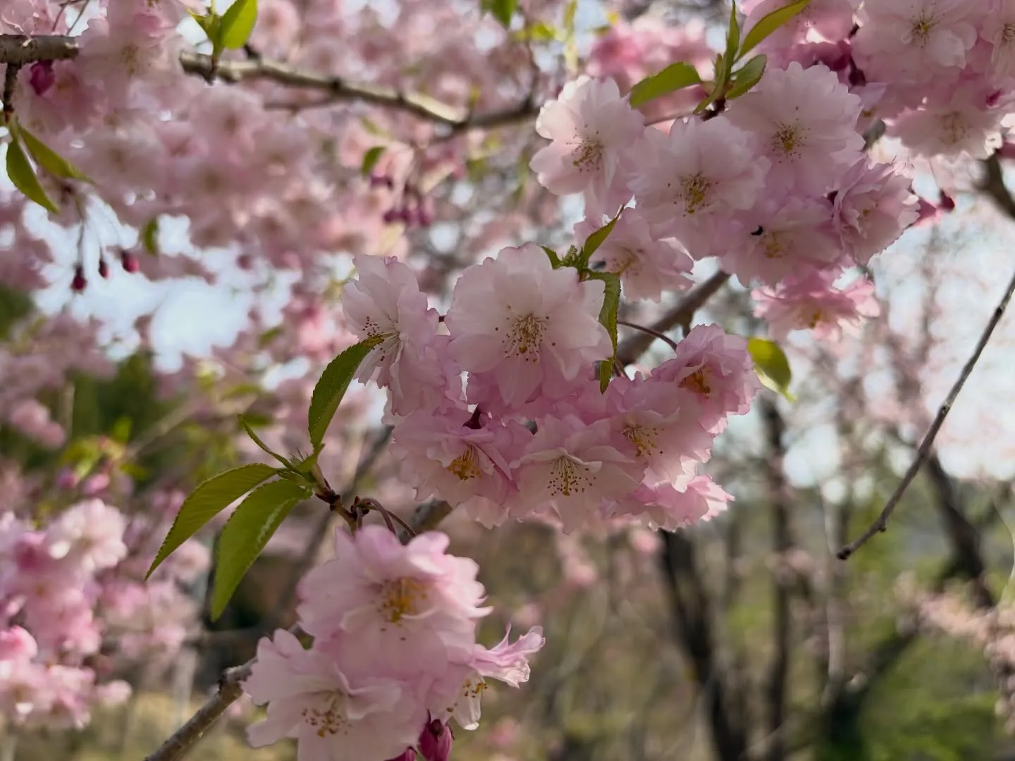 三依渓流つり場オフィシャルブログ「二代目のつぶやき」を...
