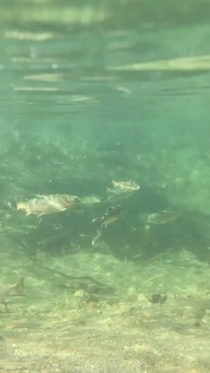 #三依渓流つり場オフィシャルブログ「#二代目のつぶやき...